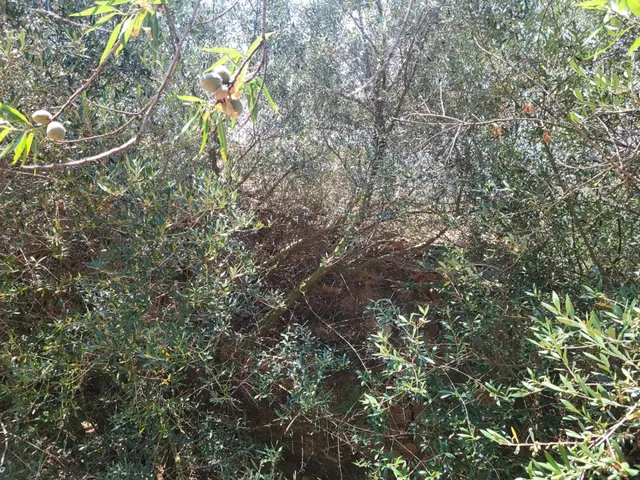 MASIA PARA REFORMAR CON TERRENO EN TÉRMINO DE VALL D'ALBA, LUZ Y AGUA CERCA — 16