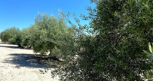 Finca de olivar cerca de Baena — 6
