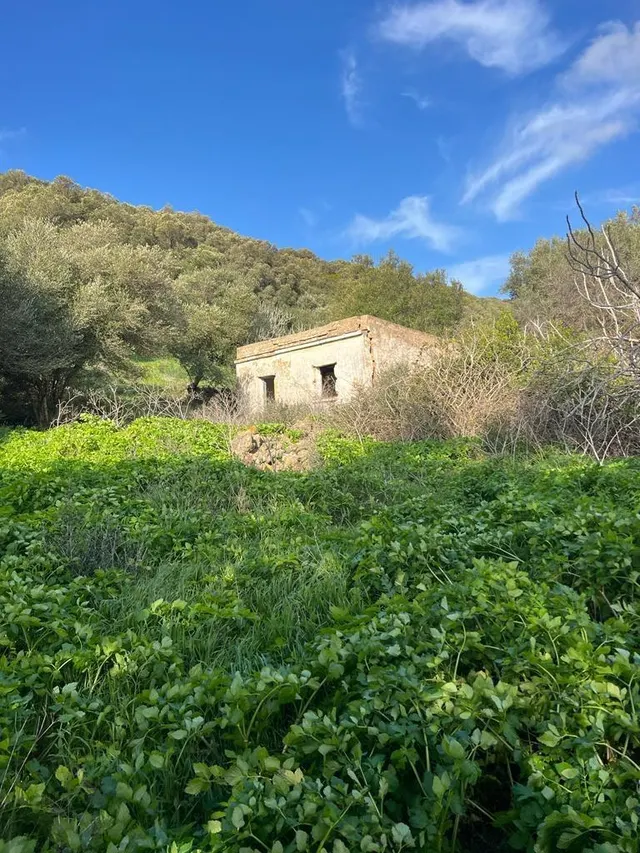 PARCELA RÚSTICA EN LA MUELA — 7