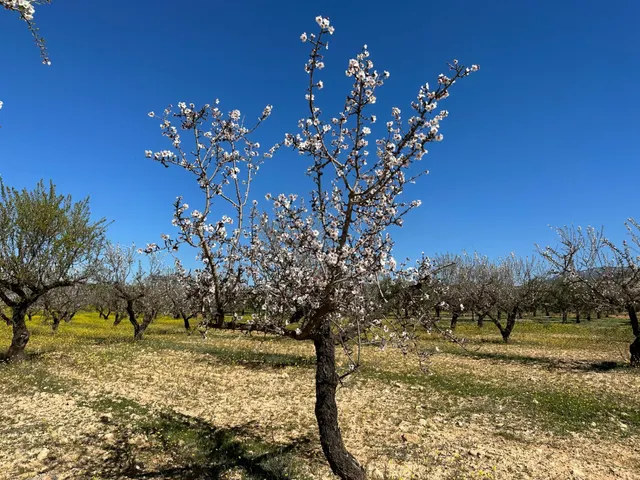Venta de finca rustica de 6,5 hectareas de almendros y algunos olivos en dilar — 9