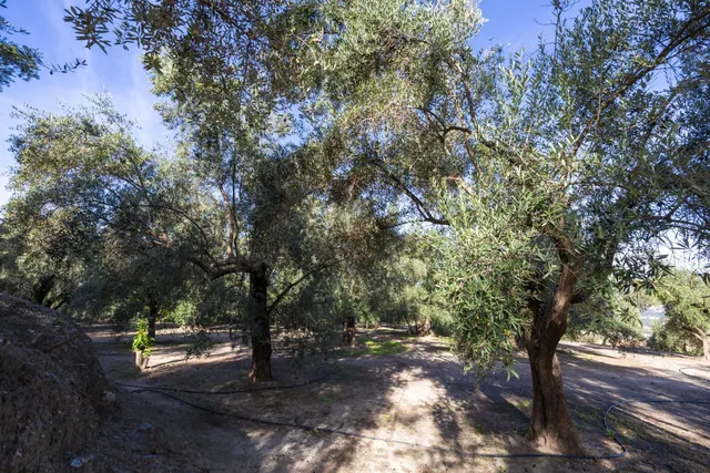 ¡Oportunidad única! Dos Fincas rústicas de mas de 15.000 m2 en total en Pinos del Valle. VENTA JUNTAS O SEPARADAS — 35