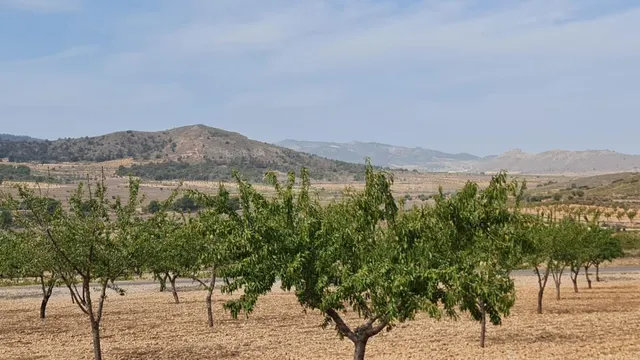 Parcela de 7.558 m2 en venta en Algueña, Comunidad Valencian - foto 4