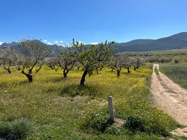 VENTA DE FINCA RUSTICA DE 6,5 HECTAREAS DE ALMENDROS Y ALGUNOS OLIVOS EN DILAR — 14