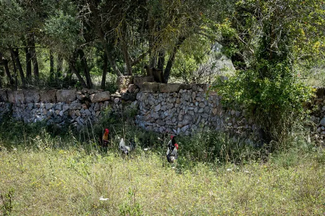 ALGAIDA, MAGNIFICA FINCA RUSTICA DE 121.000 M2 CON CASA — 40