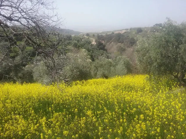 OLIVAR EN EL FARGUE. Paraje Aynadamar — 4