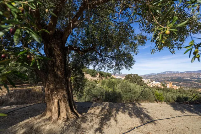 Finca rústica en venta en Pinos del Valle (Valle de Lecrín) — 24