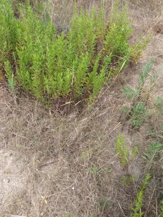 Parcela Rústica de 3.700m2 con Agua de Riego a 4,5 km de Mutxamel y a 9 km de la Playa — 11