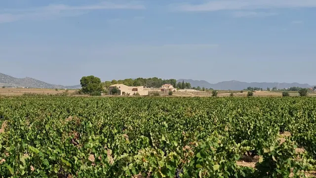 Terreno rústico para proyecto en Pinoso (Alicante) — 6