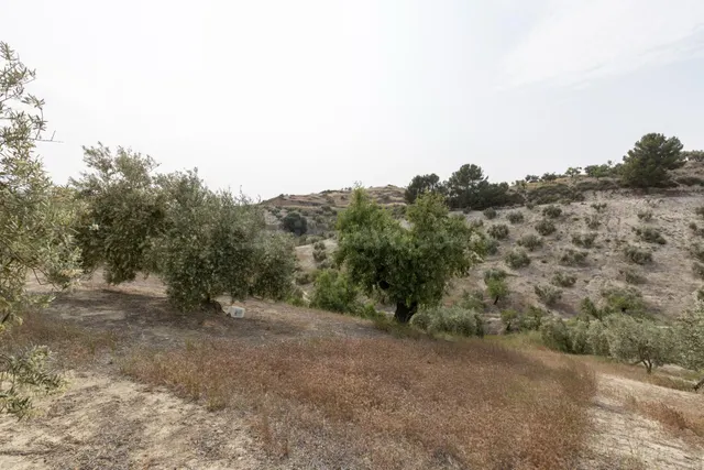 Olivar en venta - JAYENA — 3