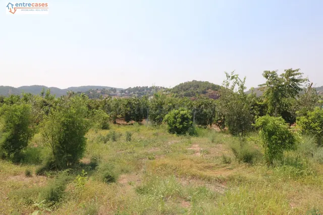 TERRENO DE 2 HANEGADAS ENTRE PETRES Y ALBALAT TARONGERS — 3