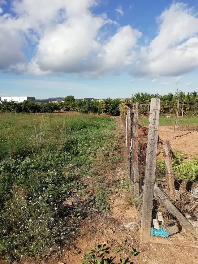 Parcela rústica con pozo propio entre Peñíscola y Benicarló  - foto 4