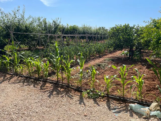 Terreno de 16.000 m2 con casa y cultivo de naranjos y olivos - foto 3