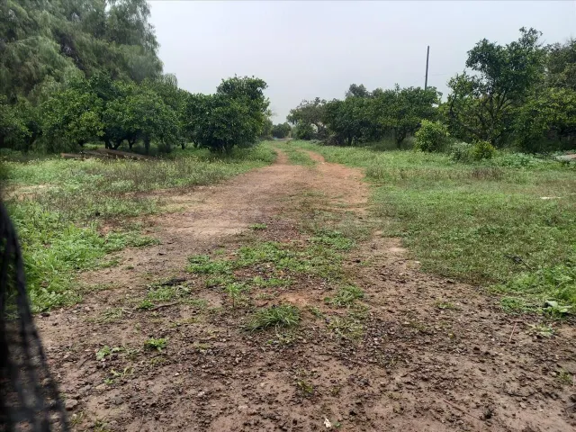 Venta finca rústica en Bollullos de la Mitación (Sevilla) - foto 2