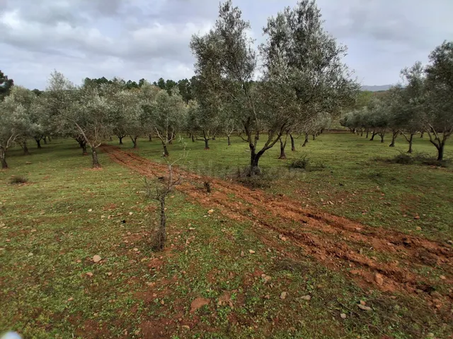 FINCA RÚSTICA PRODUCTIVA CON OLIVOS PICUALES EN GATA - foto 2