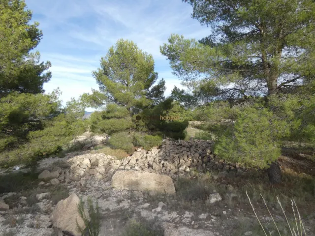 Parcela de 10.041m2 en Monovar - Collado Victoriano — 3