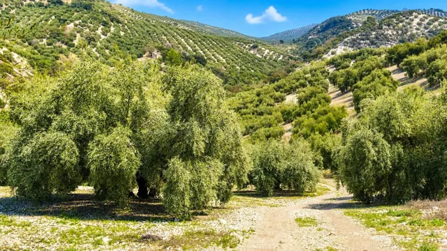Terreno Rural en Iznajar: ¡Tu Oportunidad de Inversión con S - foto 2