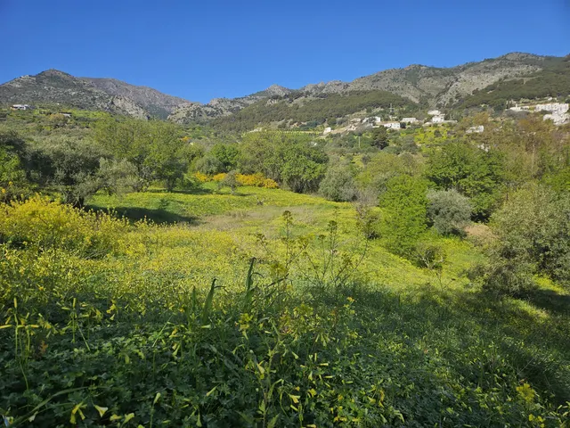Finca rústica con olivos y cuadra en Casarabonela (Málaga) — 7