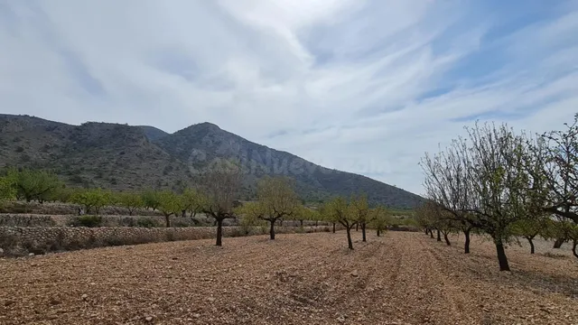 Parcela de 7.558 m2 en venta en Algueña, Comunidad Valencian - foto 3