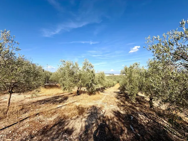 Finca en Mollina con casa, piscina, pista de tenis y 7.000 m2 de olivar. — 44