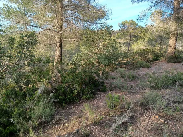 Terreno en venta en Vallmoll - foto 4