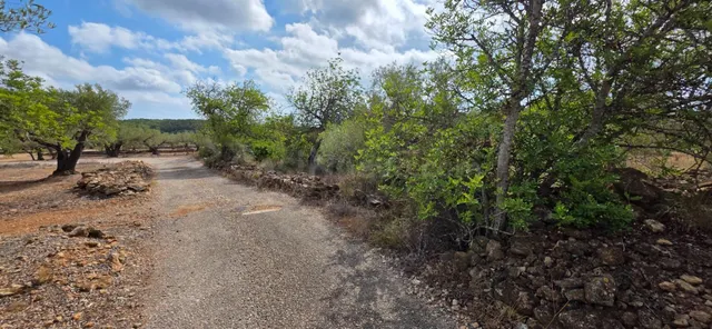 Finca rústica con olivos y buen acceso, entre El Perelló y l