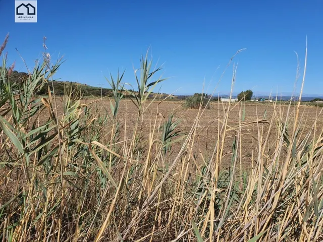 APIHOUSE VENDE FINCA DE REGADIO EN LA VEGA DEL RIO TAJO. PRE - foto 5