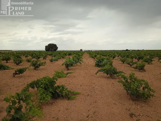 Se venden 1,5 hectareas de viña de secano junto a la carrete