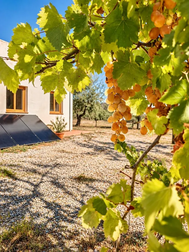 Finca de 11.000 m2 con 2 edificaciones y gran sala polivalente en Jérica — 27
