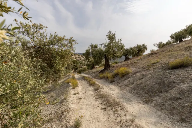 Olivar en venta - JAYENA — 28
