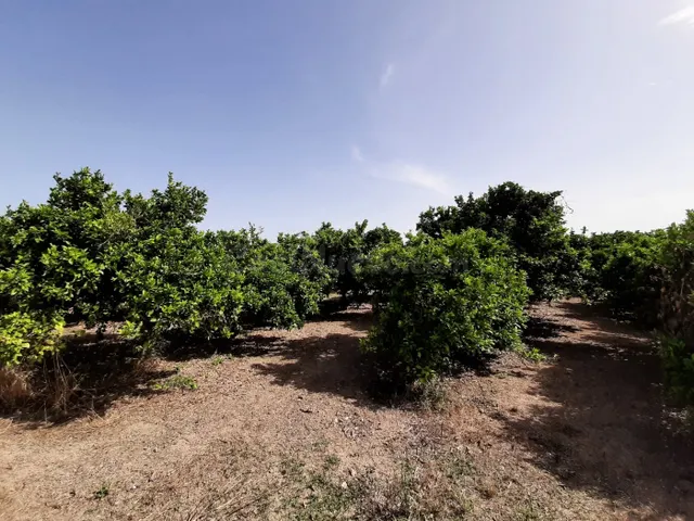 Campo cultivado de naranjos. - foto 4