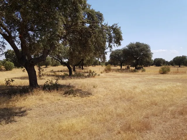 OLIVAR A LA VENTA EN VILLANUEVA DEL DUQUE — 8