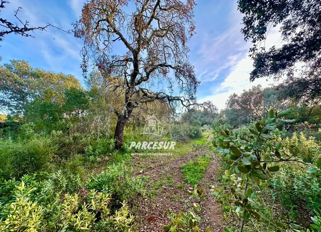 PARCELA EN ZONA ASSUAN MUY BIEN SITUADA DE 6000 m2 aprox. — 3