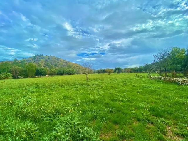 Finca rústica con caseta y 6000m2 para tus proyectos de campo — 4