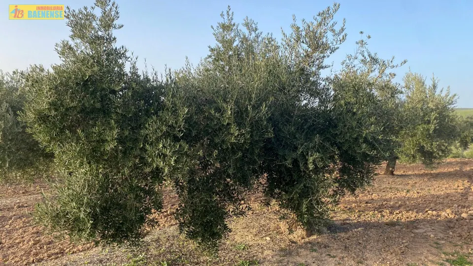 Olivar intensivo con buen acceso