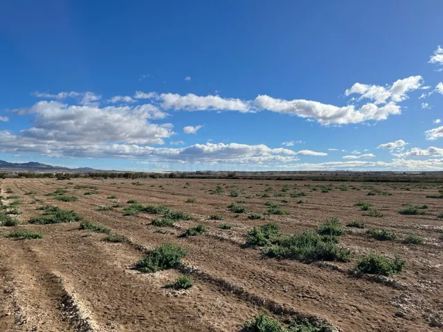 Terreno Rústico - Paraje de la Alcanara, Alhama - foto 3