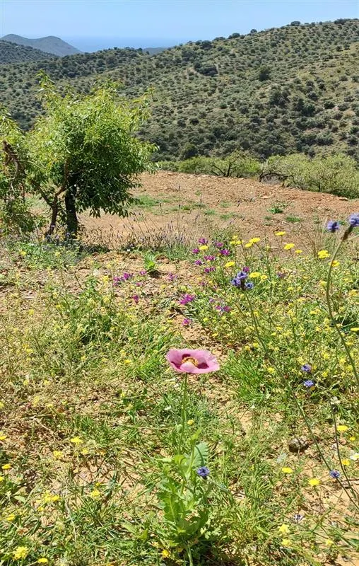 Terreno rústico de 11835 m² en Marbella para cultivo o inversión — 16
