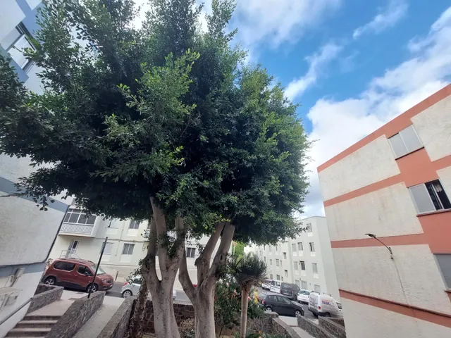 Piso listo para vivir junto a Los Majuelos y el tranvía — 13
