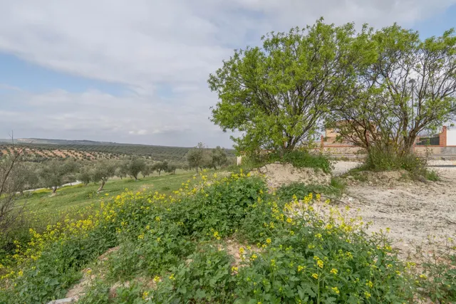 Parcela urbana de 985 m2 en Cúllar Vega (El Ventorrillo) — 46