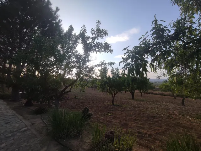 Casa de campo con 5.170 m2 de parcela a 9 min de Pinoso — 6