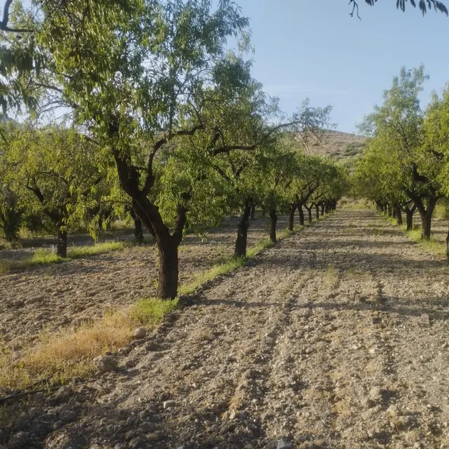 LÚCAR( ALMERÍA ). VENTA DE CORTIJO CON TERRENO. — 8