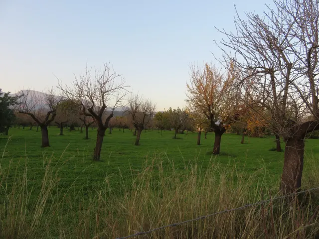 Finca rústica en venta en Selva — 9