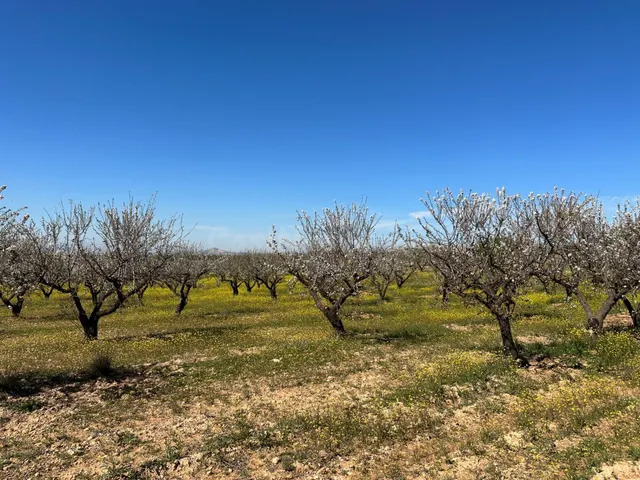 VENTA DE FINCA RUSTICA DE 6,5 HECTAREAS DE ALMENDROS Y ALGUNOS OLIVOS EN DILAR — 5