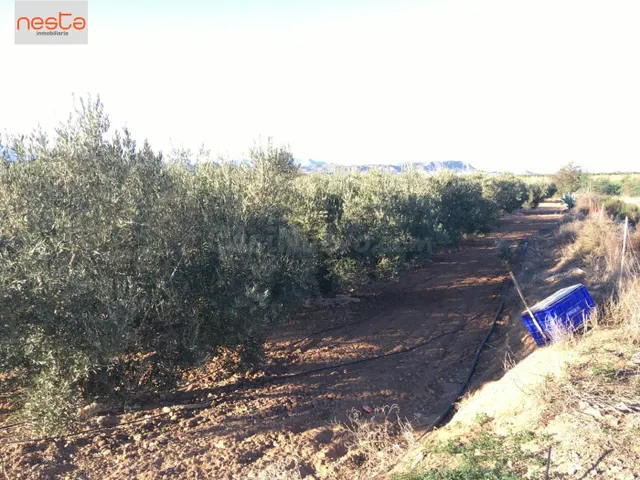 FINCA EN PRODUCCION Y 2 VIVIENDAS - foto 4