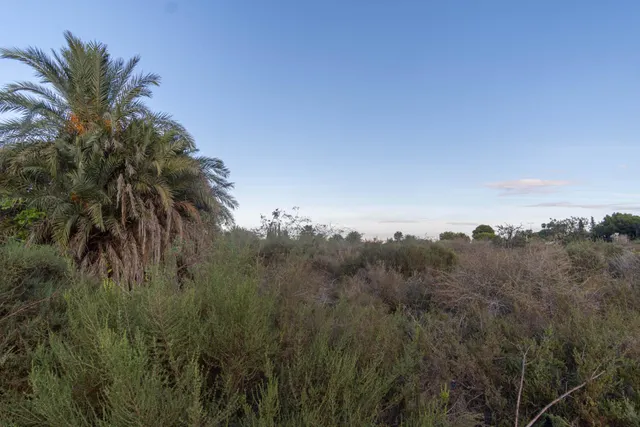 Te gustaria tener  un terreno rústico en  la misma carretera de Santa Pola donde pasar los domingos? parcela de 12.445 m2 — 3