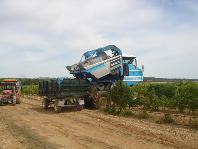 2 terrenos rústicos de uso agrario con un total de 324.946 m2 (32,49 Hectáreas) actualmente viñedos — 13