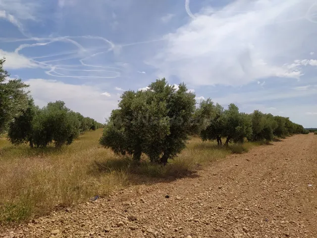 Se vende finca rustica destinada a olivo, la finca cuenta co - foto 2