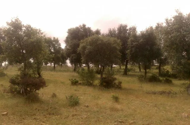 ESPECTACULAR FINCA RÚSTICA 200 HECTÁREAS PARA AGRICOLA, GANADERO, FORESTAL, CAZA EN VALVERDE HUELVA — 14