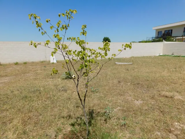 Terreno Urbano Libre de 500m2 Urbanización El Chaparral — 13