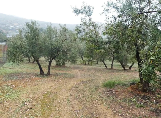 Finca rústica en Peligros – Excelente ubicación y acceso — 21