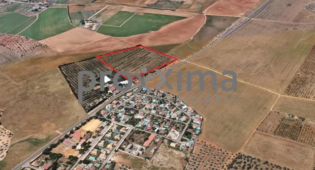 OLIVAR EN PRODUCCIÓN CON POSIBILIDAD DE CONSTRUIR VIVIENDA — 7